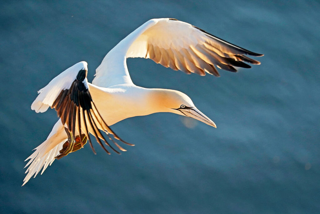 Northern,Gannet,(sula,Bassana),Fly,At,Island,Helgoland,,Schleswig-holstein,,Germany,