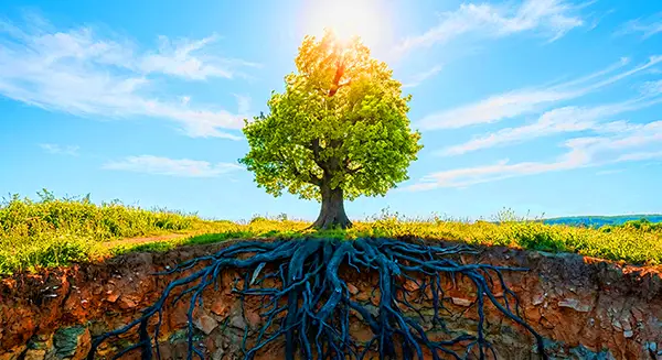 Arbre