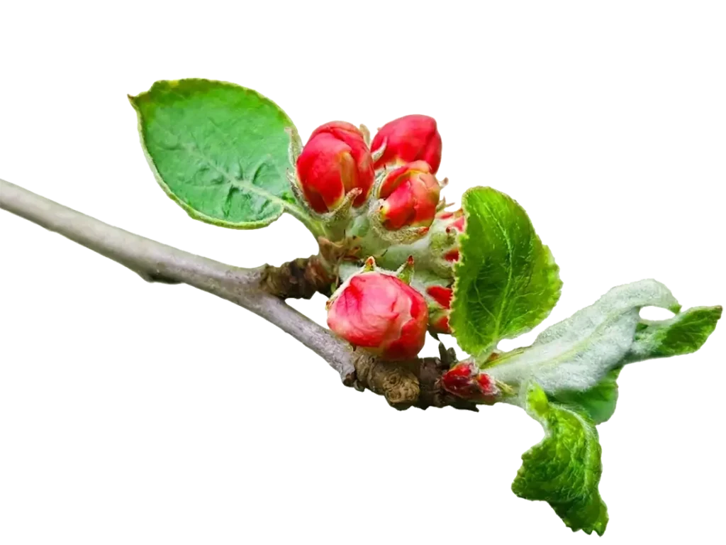 POMMIER copie